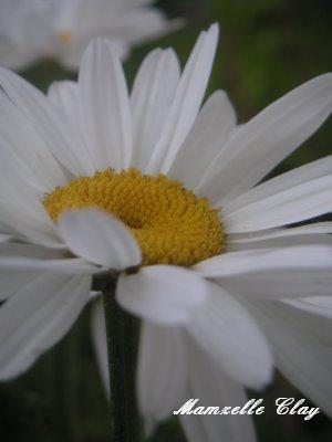 Daisy