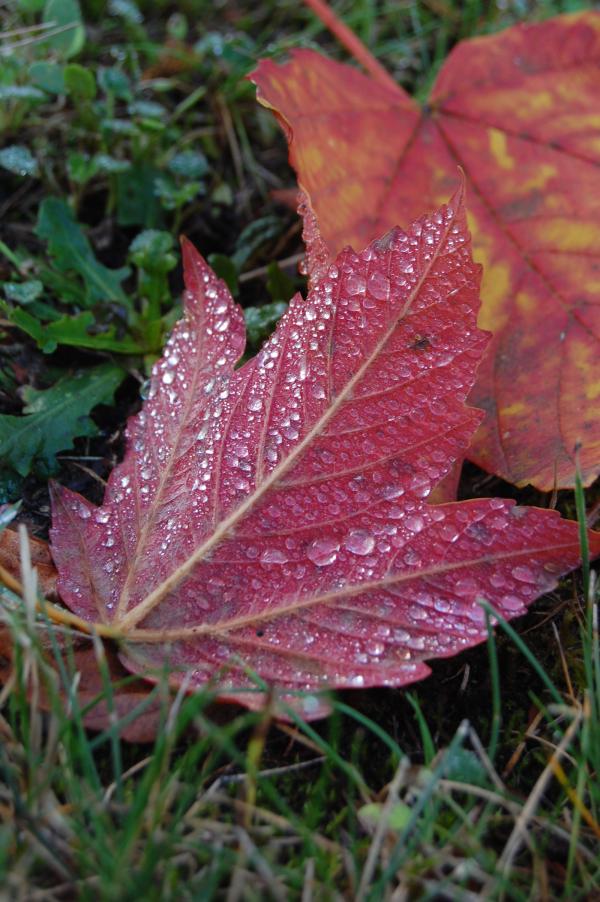 Autumn