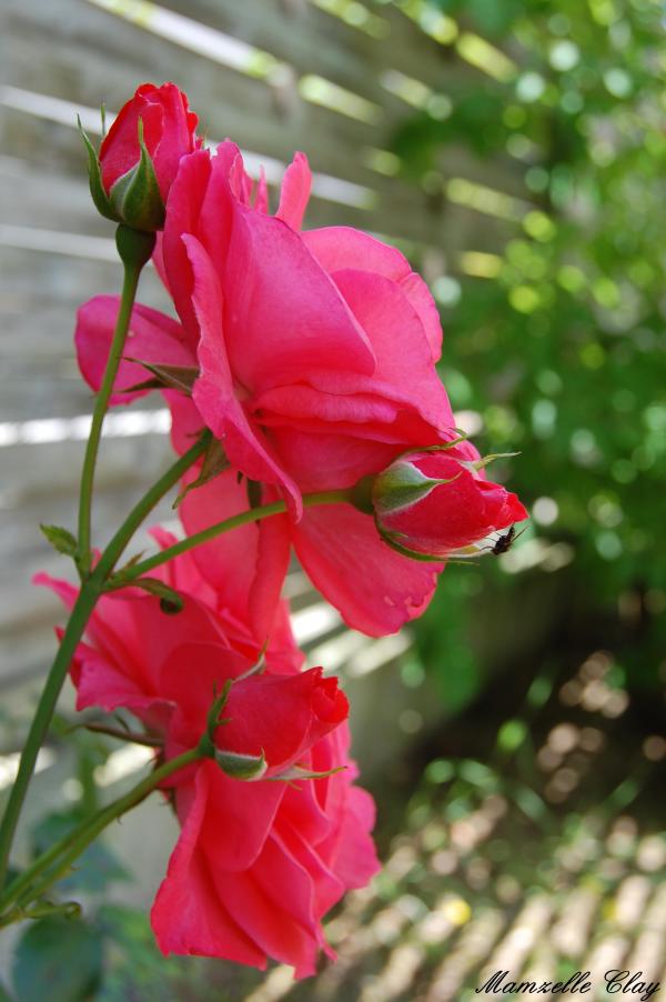 Roses