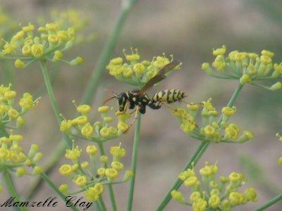 Creepy-Crawly
