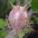 Thistle
