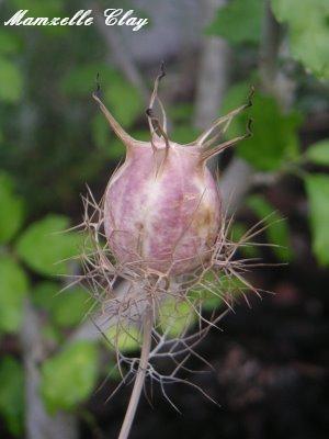 Thistle