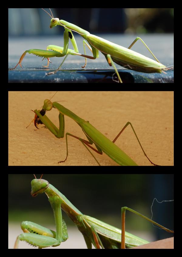 Macro