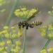 Creepy-Crawly