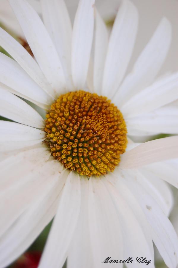 Daisy