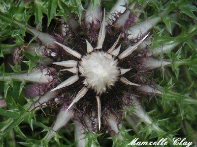 Thistle