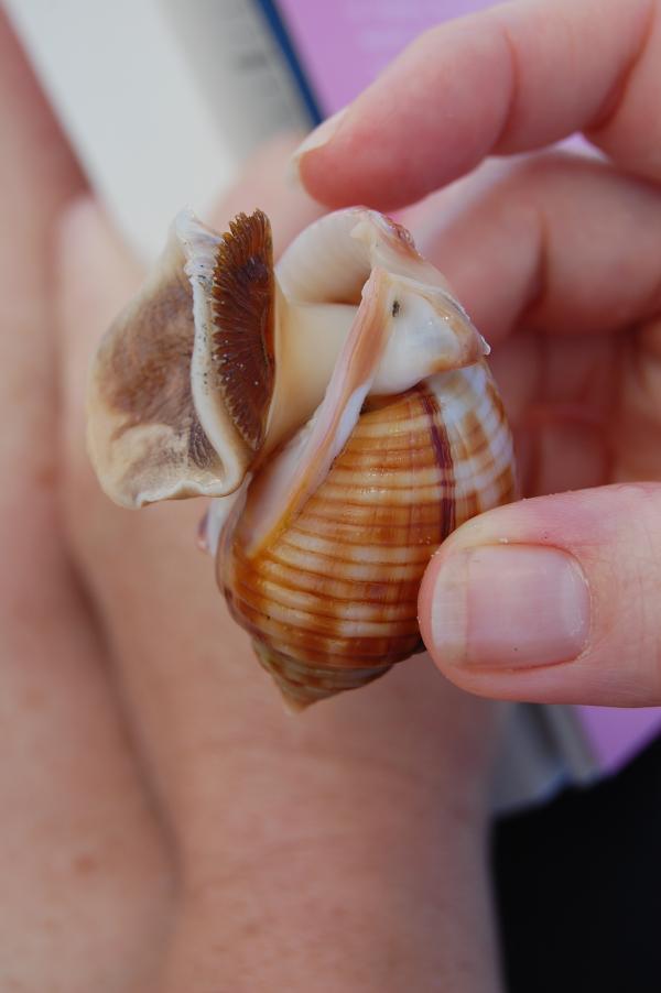 Shellfish