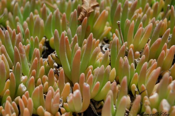 Plants