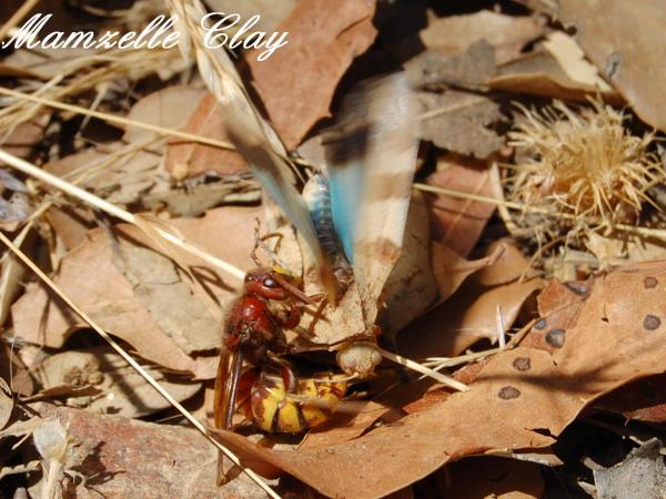Hornet & Blue Grasshopper