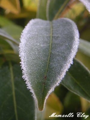 Frozen