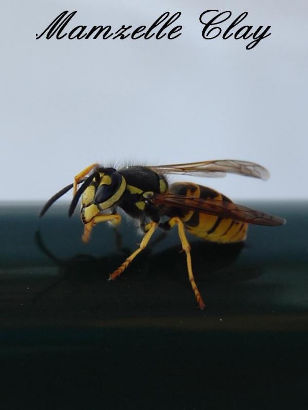 Wasp