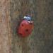 Creepy-Crawly