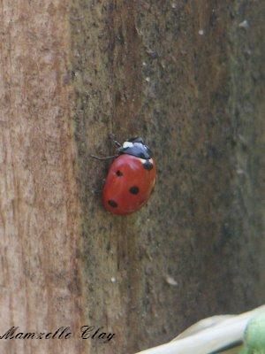 Creepy-Crawly