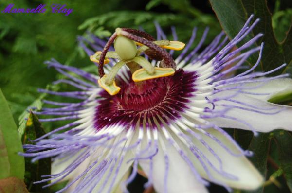 Passiflore