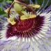 Passiflore