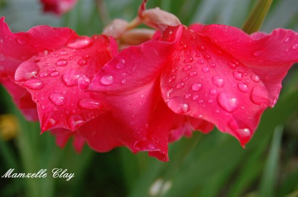 Gladiolus