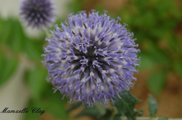 Thistle