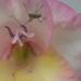 Gladiolus