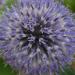 Thistle