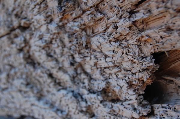 Macro