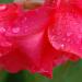 Gladiolus