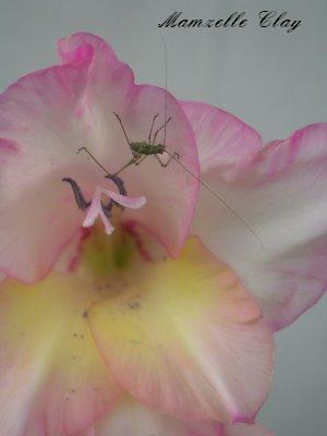Gladiolus