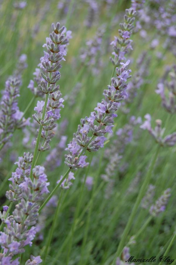 Lavender