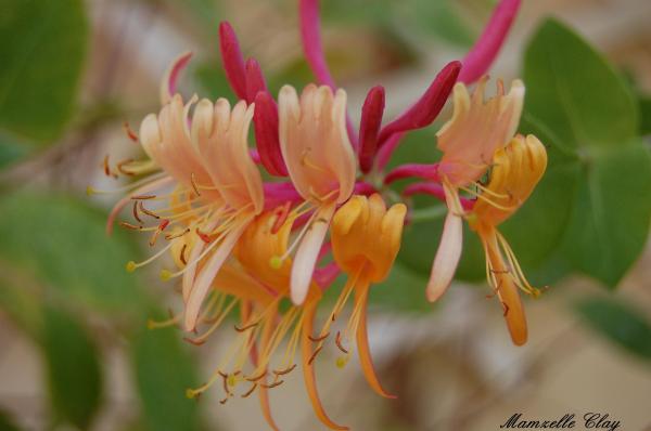HoneySuckle