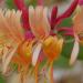 HoneySuckle