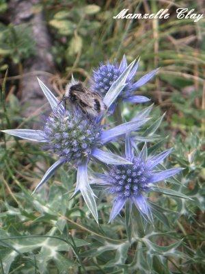 Thistle