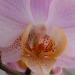 Orchid