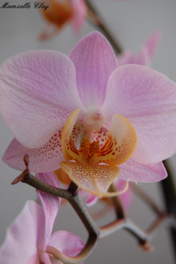 Orchid