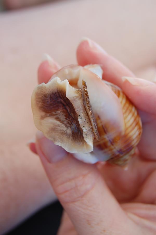 Shellfish